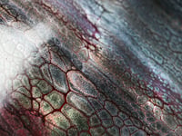 Image 2 of SnaKeSkin 12"