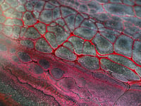 Image 3 of SnaKeSkin 12"