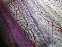 Image 4 of SnaKeSkin 12"