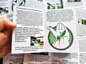Zine: Hierodula majuscula Praying Mantis Care Guide