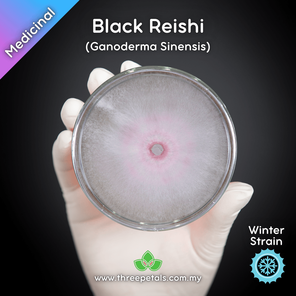 Black Reishi (Ganoderma Sinensis) Live Mycelium Mushroom Culture Spawn Seed