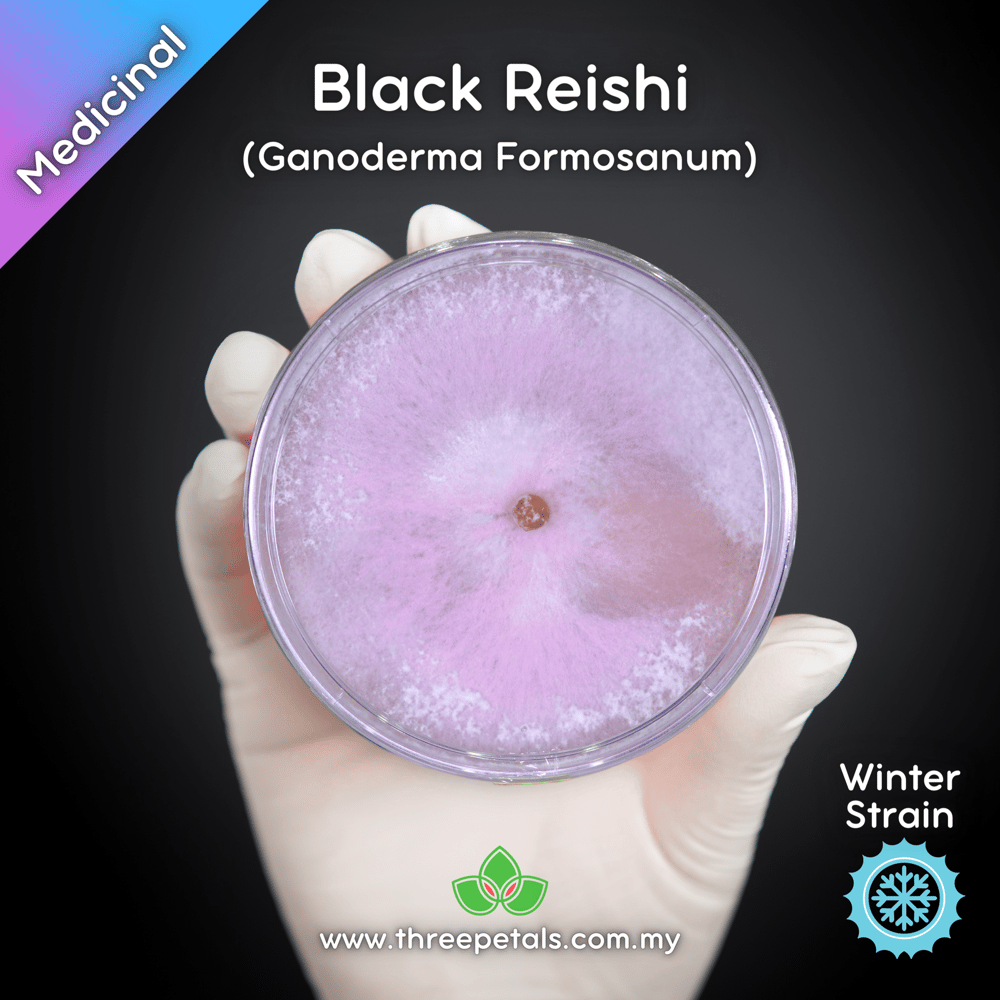Black Reishi (Ganoderma Formosanum) Live Mycelium Mushroom Culture Spawn Seed