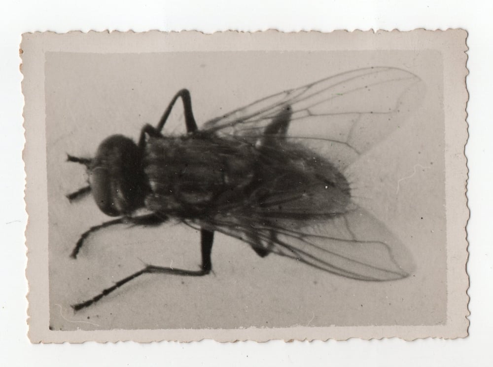 Image of Anonymous: snapshot of a fly, France ca. 1930s