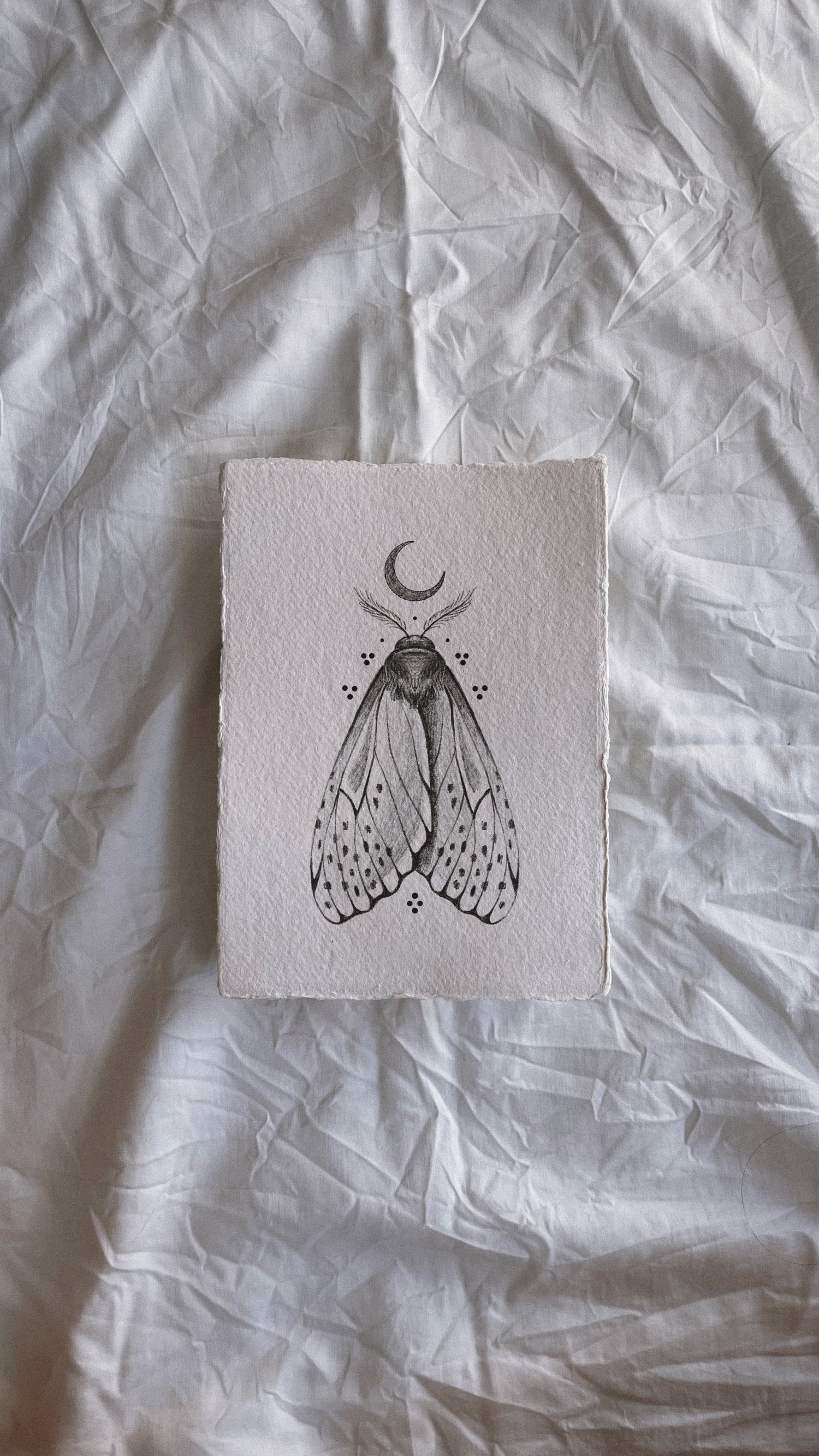 Little moth - Wannado