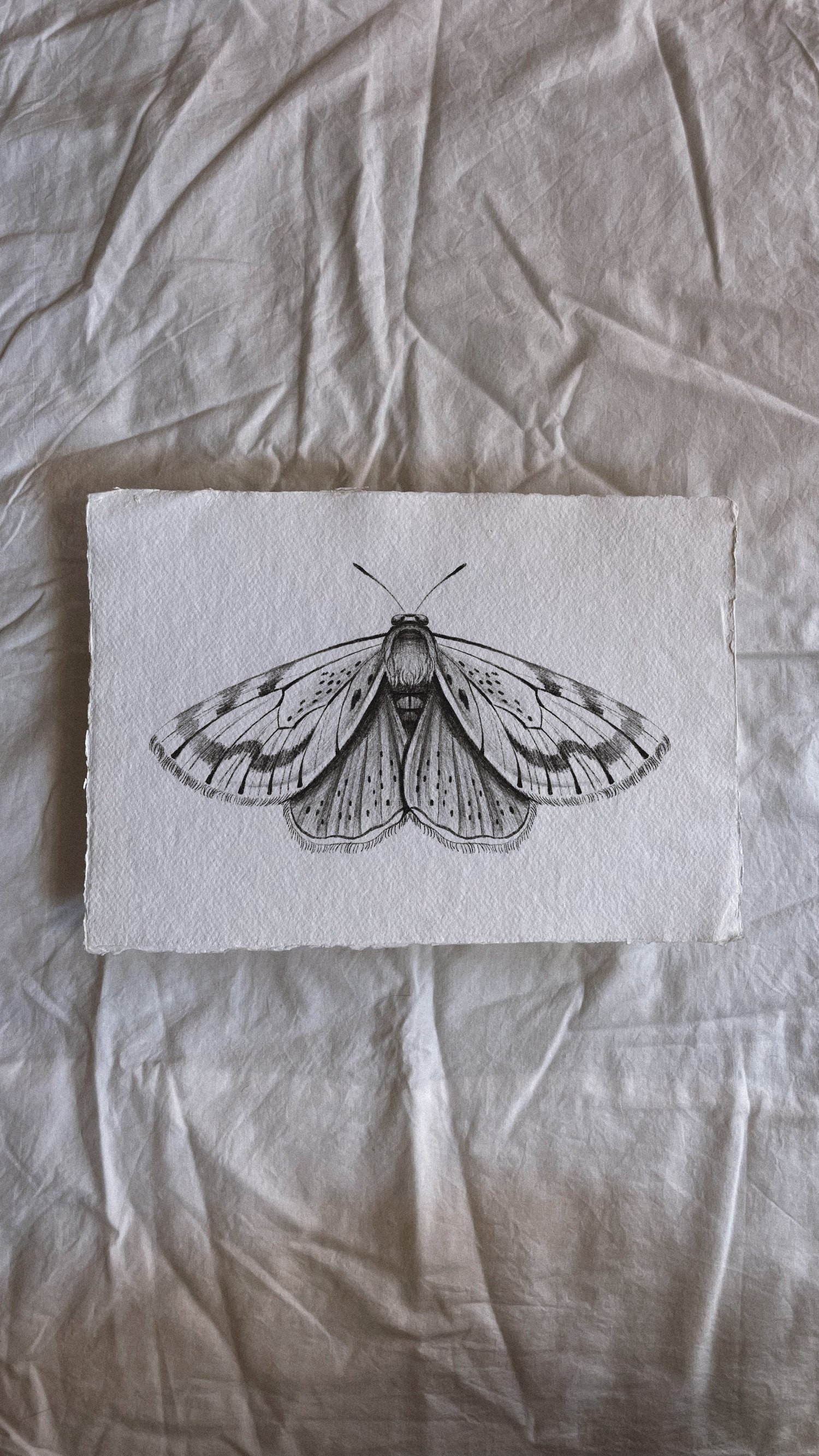 Moth II - Wannado
