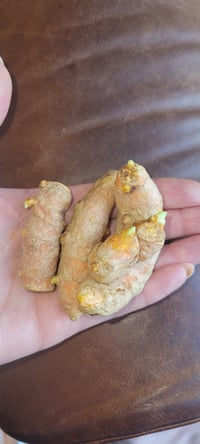 Image 3 of Sprouted Turmeric starters