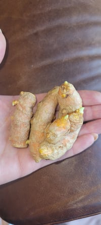 Image 2 of Sprouted Turmeric starters