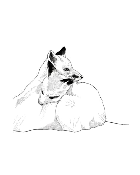 Image of Fox