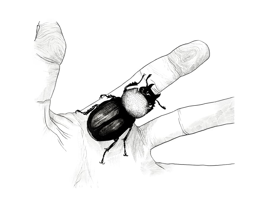 Image of Insecte