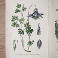 Image 3 of Planche De Botanique Coloree 