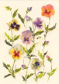 Pansies no. 4