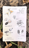 Edible Mushrooms Sticker Sheet