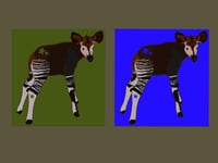 Okapi Star