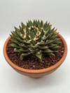 Ariocarpus trigonus