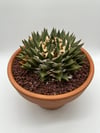Ariocarpus trigonus