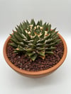 Ariocarpus trigonus