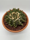 Ariocarpus trigonus