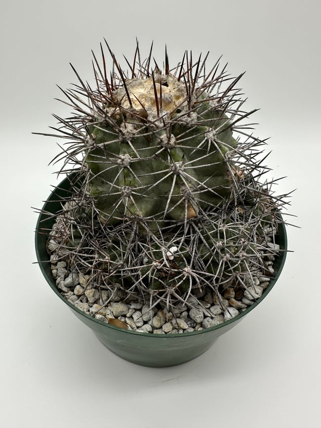 Copiapoa calderana C1