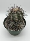 Copiapoa calderana C1