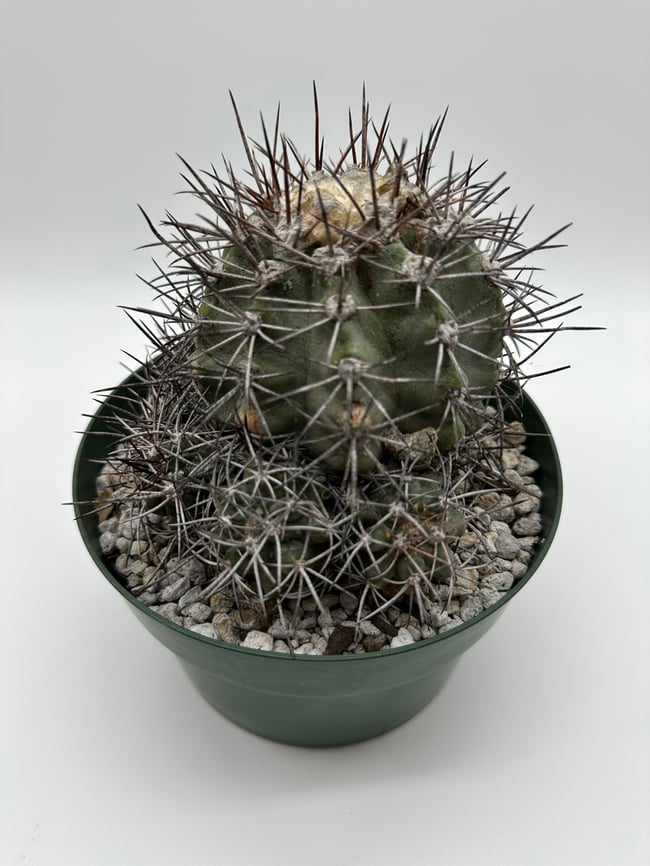 Copiapoa calderana C1