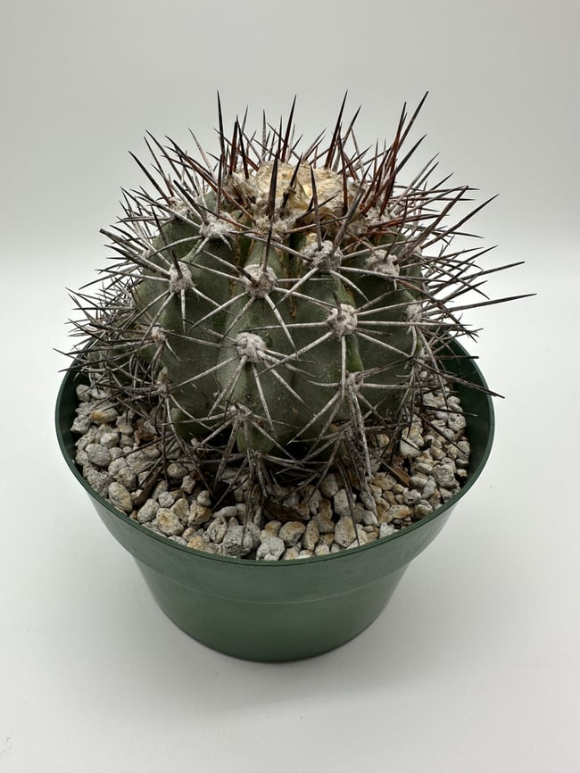 Copiapoa calderana C1
