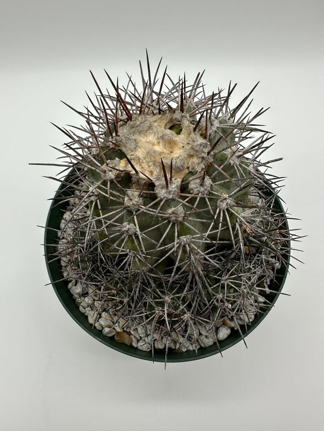 Copiapoa calderana C1