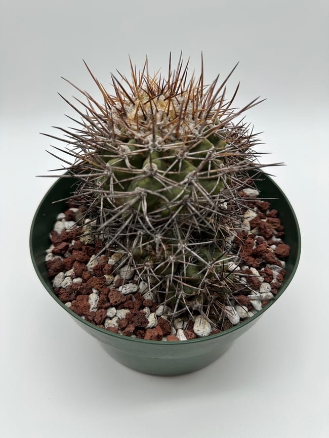 Copiapoa calderana C2