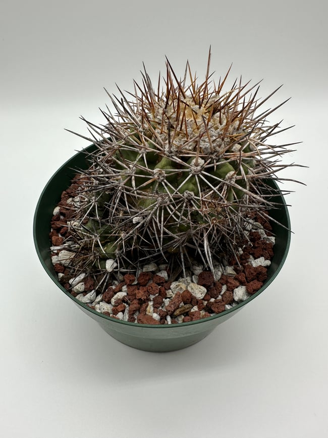 Copiapoa calderana C2