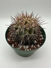 Copiapoa calderana C2