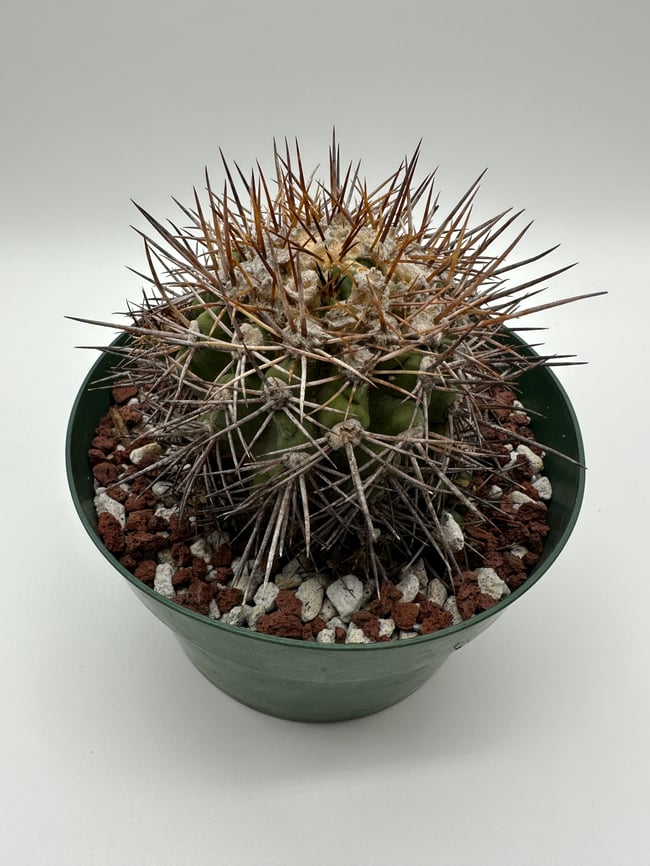 Copiapoa calderana C2
