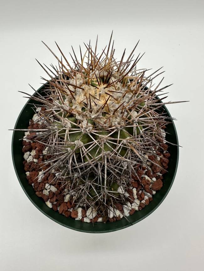 Copiapoa calderana C2