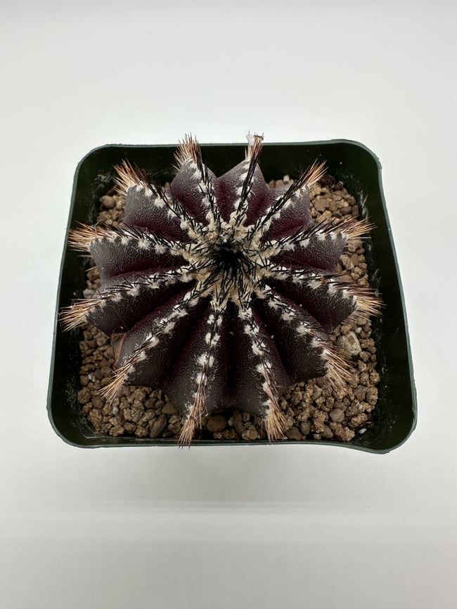 Uebelmannia pectinifera U1