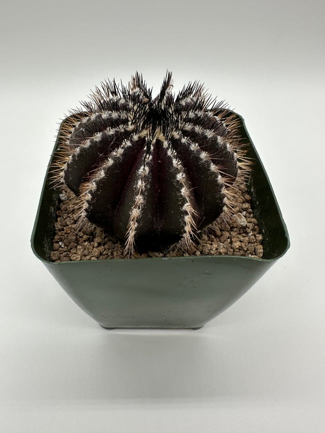 Uebelmannia pectinifera U1