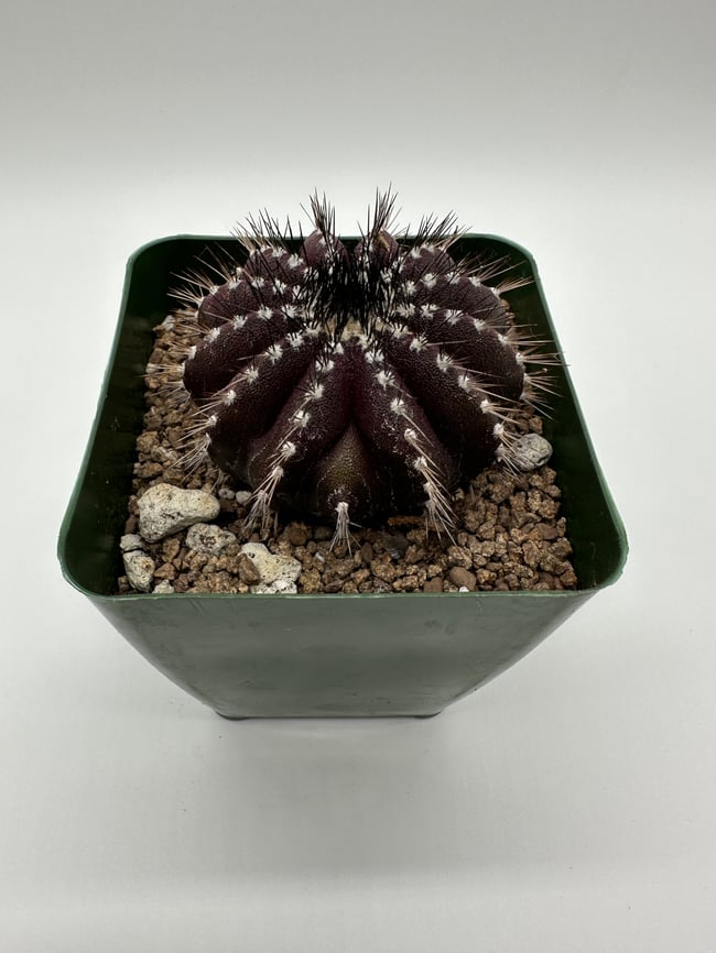 Uebelmannia pectinifera U2