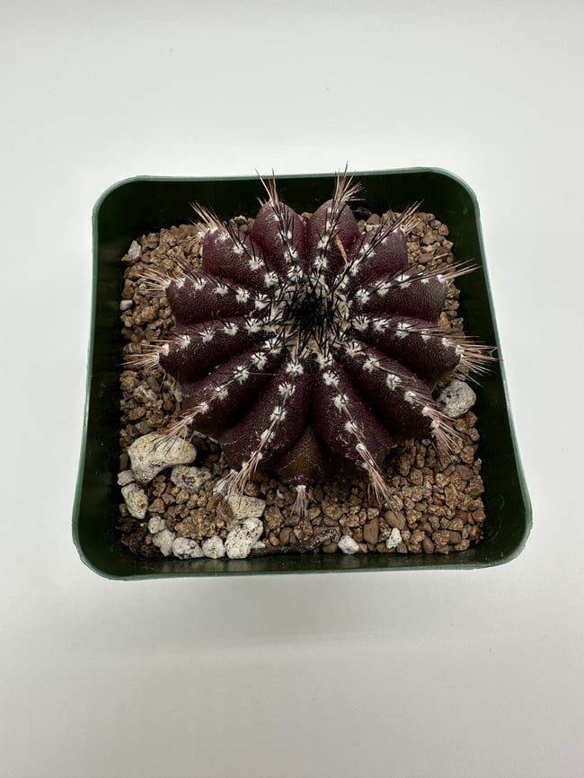 Uebelmannia pectinifera U2