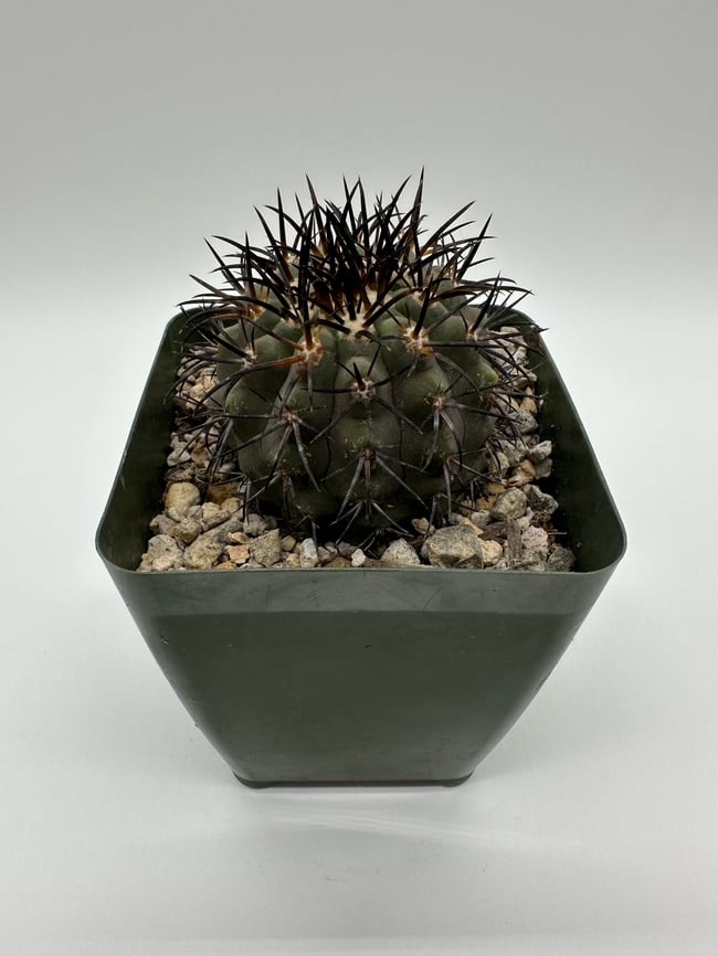 Copiapoa cinerea C4