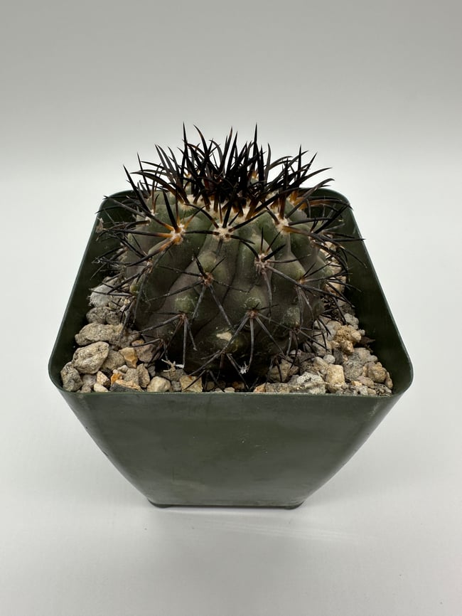 Copiapoa cinerea C4