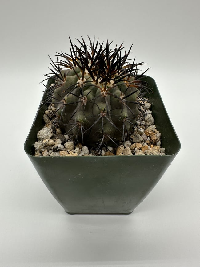 Copiapoa cinerea C4