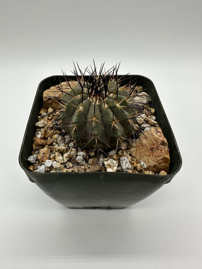 Copiapoa cinerea C2