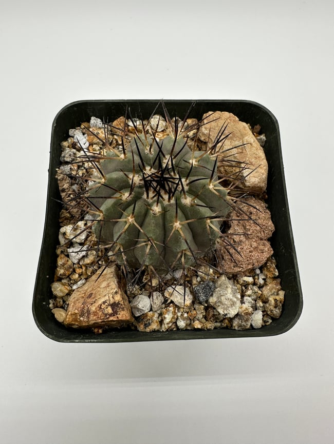 Copiapoa cinerea C2