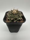Obregonia denigrii