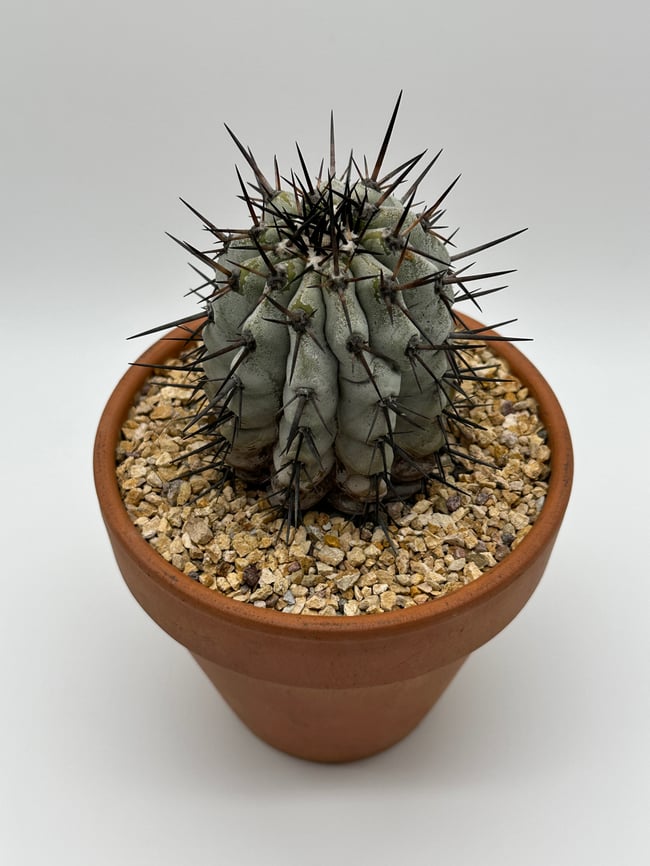Copiapoa cinerea C3