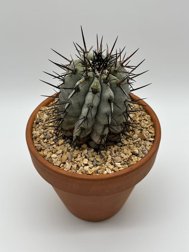 Copiapoa cinerea C3