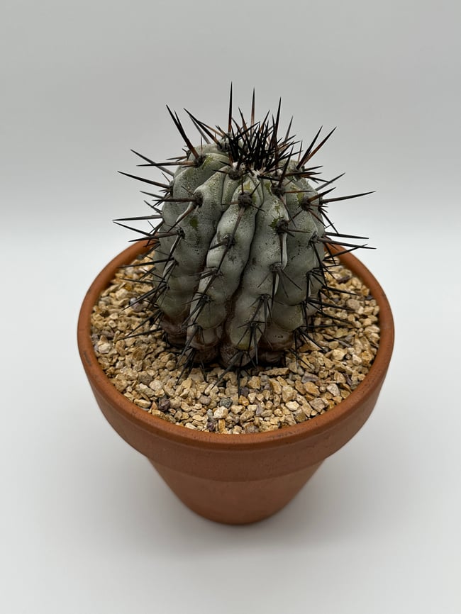 Copiapoa cinerea C3