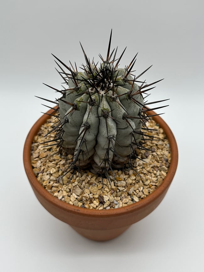 Copiapoa cinerea C3