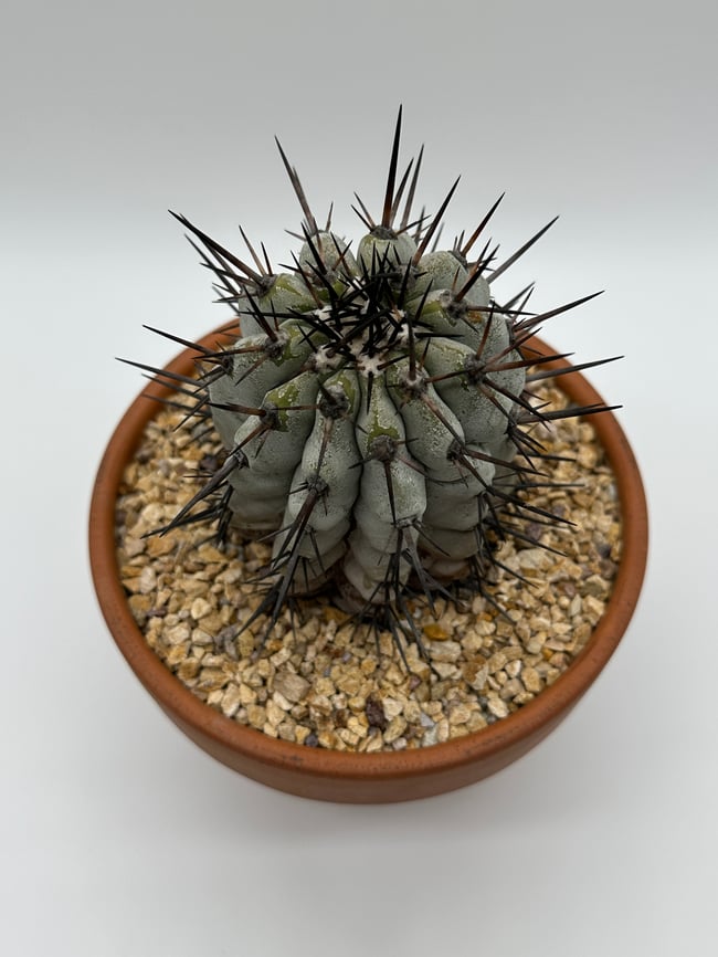 Copiapoa cinerea C3