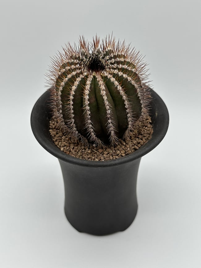 Uebelmannia pectinifera U3