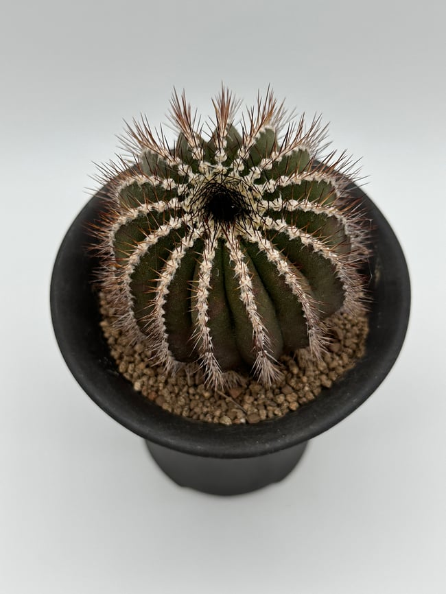 Uebelmannia pectinifera U3