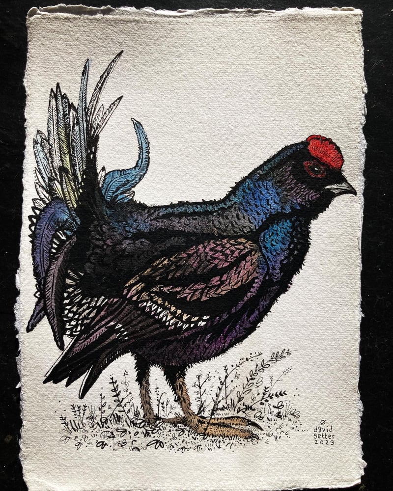 Image of Black Grouse 