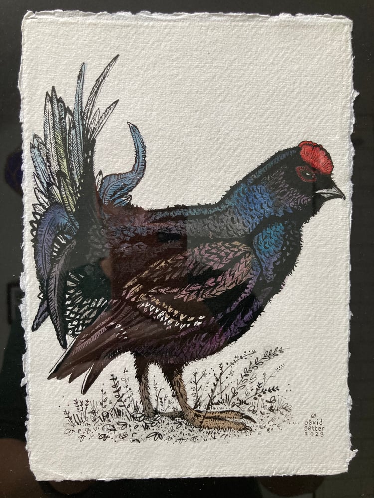 Image of Black Grouse 